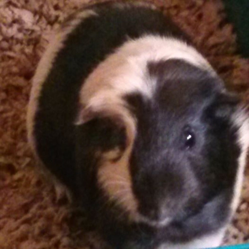 Meet your Posher, Lauralee